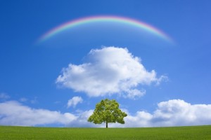 草原と木と虹